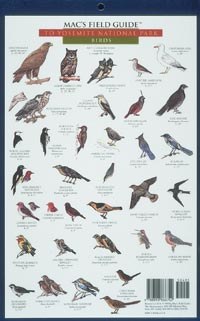 Macs Field Guides Yosemite Birds Mammals