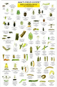 Macs Field Guides California Garden Bugs