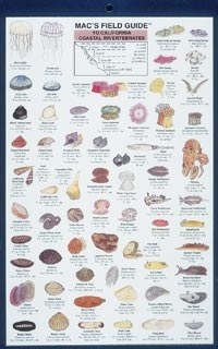 Macs Field Guides California Coastal Invertebrates