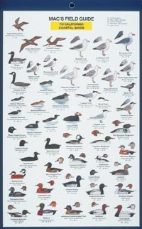 Macs Field Guides California Coastal Birds
